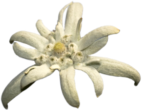 Edelweiss PNG-66280